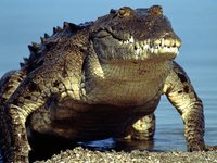 americancrocodile219600.jpg