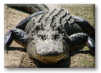 Alligator2.jpg