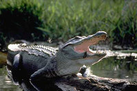 Alligator22.jpg